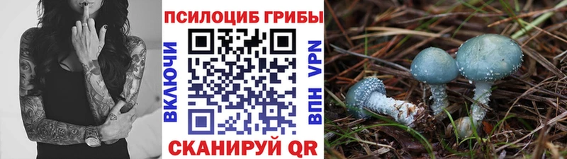 Псилоцибиновые грибы Cubensis  Новое Девяткино 